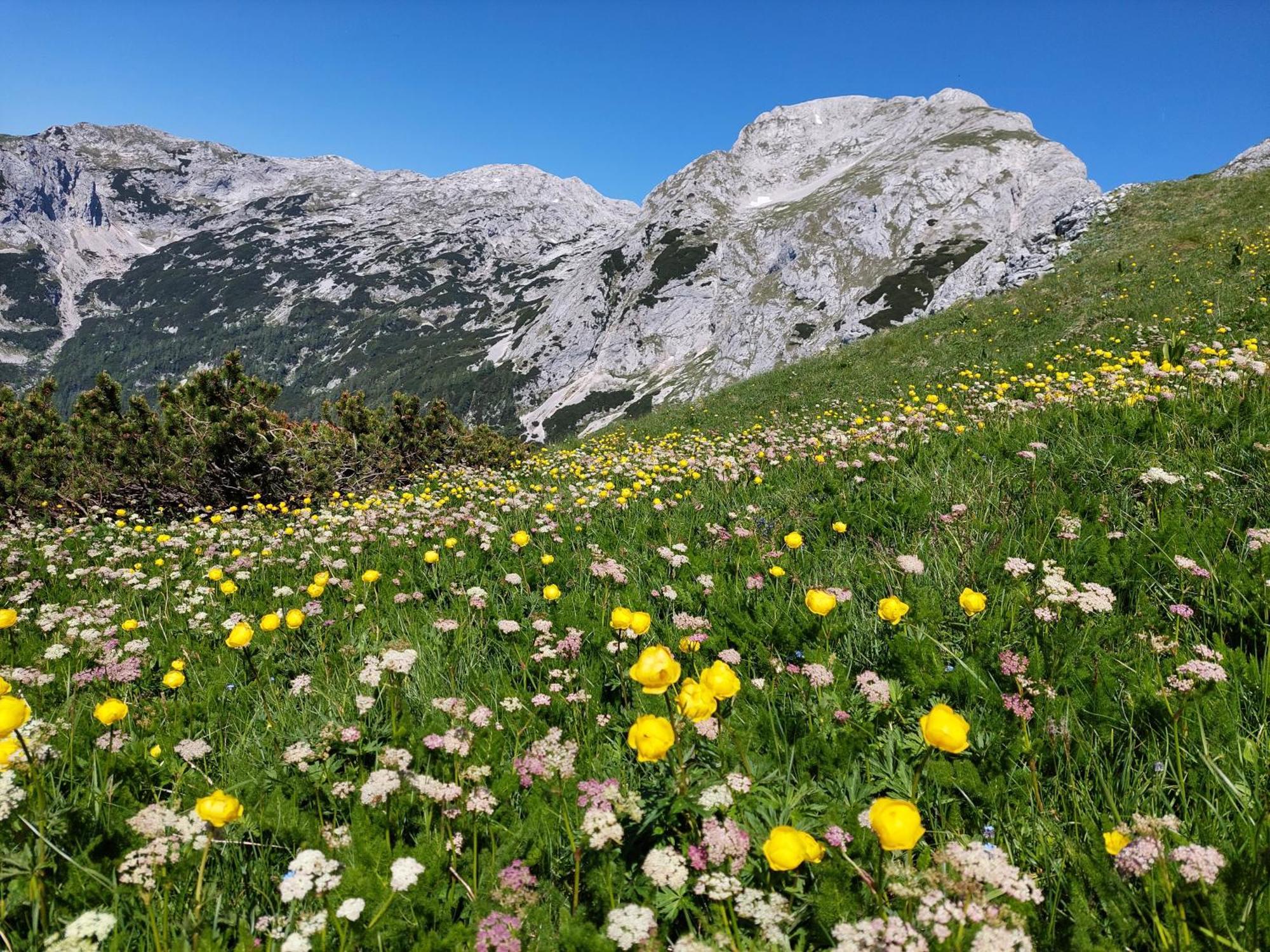 Apartmaji Vesna Apartment Bohinj ภายนอก รูปภาพ